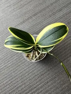 Phal. Sogo Vivien 胡蝶蘭 斑入り C