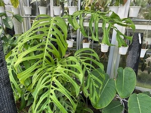 ＫＮ　１円！　モンステラ　エピプレムノイデス　‘エスケレート‘（MONSTERA EPIPREMNOIDES `ESQUELETO`）　　0.8Ｍ以下