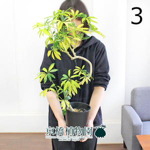 【現品】シェフレラ・ルナ 曲がり 5号 黒鉢（3）Schefflera arboricola 