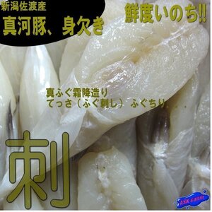 霜降造り「真河豚みがき1kg」ふぐちり...皮無・ドレス/国産