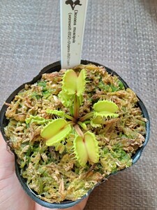 食虫植物 Dionaea muscipula （werewolf×B52）×（aspera×B52）typeA 実生ハエトリソウ