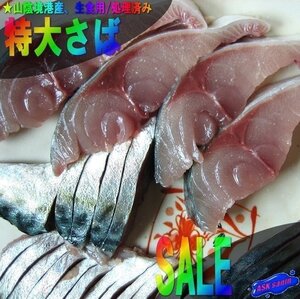 地物「特大、真さば500g位」天然物/お生食用/処理済み、山陰境港産