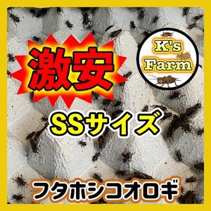 450匹(死着保証 込み) SSサイズ《3mm~6mm程》フタホシコオロギ 