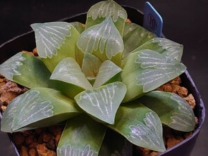 ハオルチア☆ペインテッドグラス☆Haworthia