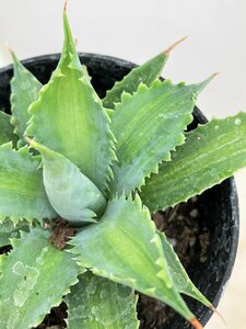 9525 「多肉植物」アガベ キャメロンブルー 斑入り【発根・Agave potatorum “Cameron Blue”】