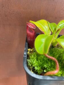 選抜3 Nepenthes ×harryana Tambuyukon ネペンテス　ハリアナ　食虫植物