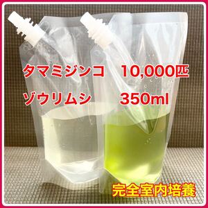 送料無料　良質　タマミジンコ　10,000匹　ゾウリムシ　350ml 生き餌　加温めだか　金魚　らんちゅう　産卵促進　色揚げ　育成スピードUPに