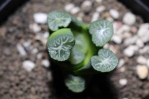 万象　ドラゴン　Haworthia　ハオルチア