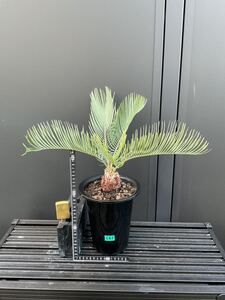 サイカス・カイルンシアナ　Cycas・Cairnsiana ① オージーソテツ　コーデックス　塊根植物　シルバーブルー　エンセファラルトス 蘇轍 