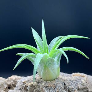 Tillandsia 