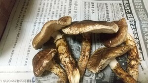  岩手県産 松茸 まつたけ マツタケ 開き