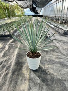 【美株】ユッカ ロストラータ (実生)Yucca rostrata ドライガーデン 