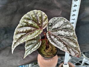 Begonia sp. Sarawak ①　ベゴニア