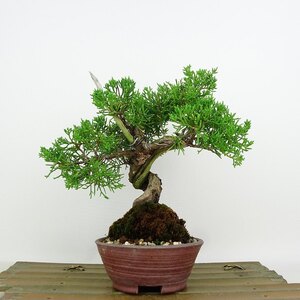 盆栽 真柏 樹高 約18cm しんぱく Juniperus chinensis シンパク “ジン シャリ” ヒノキ科 常緑樹 観賞用 小品 現品