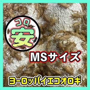 MSサイズ300匹（0.8cm〜1.2cm）（死着保証込み）コンパクトBOX発送　☆日時時間指定☆保証有り☆ヨーロッパイエコオロギ