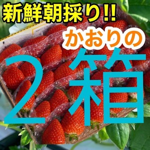 ★新鮮朝採り★甘いいちご☆