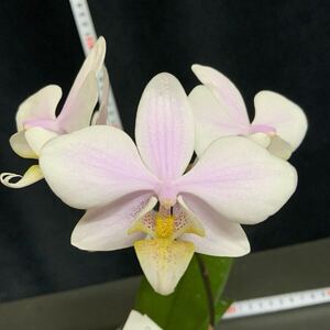 (^。 ^)(425)Phal. Pinlong Cheris