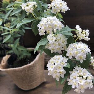 コデマリ 毎年咲きます 手毬の花 おしゃれ 可愛い 白い小花 