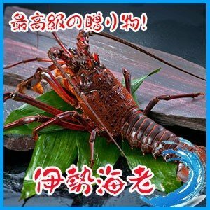 【高級素材】伊勢海老 1kg （約2-4匹） 伊勢エビ えび