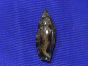 貝の標本 Terestrombus terebellatus 41mm