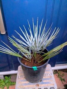 1/18撮影 現品！◇チャメロプス フミリス セリフェラ 7号◇チャメロップス Chamaerops humilis cerifera（品番GR）【送料M】