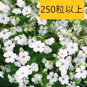 【花の種】２５０粒以上（2.5ｍｌ）サポナリア　ホワイトビューティー　バッカリア ４種郵便にて発送