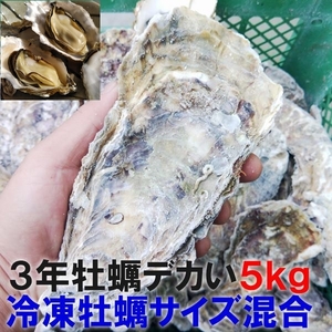 デカい牡蠣 殻付き 牡蠣 ３年牡蠣 ５ｋｇ 冷凍便 送料無料！５キロ 宮城県産 殻付き牡蠣 殻付き 殻付 カキ 加熱用 松島牡蠣屋 牡蛎 ＢＢＱ