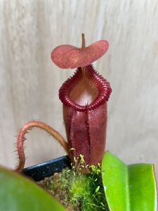 選抜　挿し木　Nepenthes ×harryana Tambuyukon ネペンテス　ハリアナ　　食虫植物