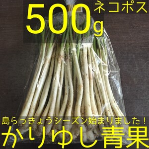 〈４セット限〉沖縄県産島らっきょう 約500g【ネコポス】①