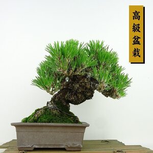 盆栽 松 黒松 樹高 約17cm くろまつ 高級盆栽 Pinus thunbergii クロマツ マツ科 常緑針葉樹 観賞用 小品 現品