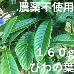 農薬不使用】びわの葉 枇杷の葉 160g お茶 湿布 温灸 小動物のおやつ ❺