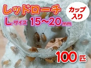 レッドローチ L サイズ 15～20mm 100匹 カップ入り 生餌 爬虫類 両生類 肉食熱帯魚 小型哺乳類 エサ 活餌 [3584:gopwx]