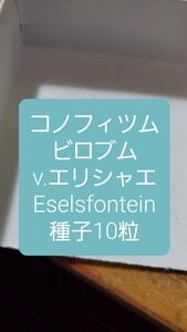 コノフィツム　ビロブム v.エリシャエ, Eselsfontein 種子10粒