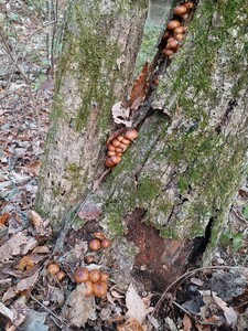 天然キノコ 岩手県産ナメコ 300g