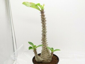 ■[W143]windsorii　ウィンゾリー　実生苗　ヤマト運輸 【多肉植物　Pachypodium　パキポディウム】