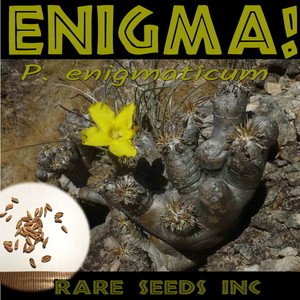 新着！■パキポディウム エニグマチカム 種子10粒 Pachypodium enigmaticum　 θ **ц**　①