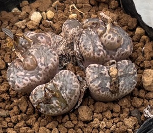 コノフィツム　Conophytum pellucidum 10km N.Concordia ②