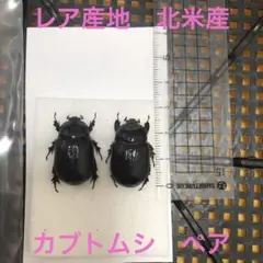 レア産地　北米産　カブトムシ　ペア