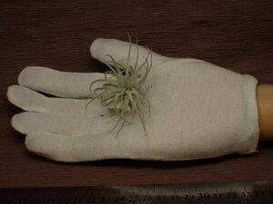 Tillandsia tectorum チランジア・テクトラム 073■エアプランツPF