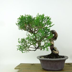 盆栽 真柏 樹高 約20cm しんぱく Juniperus chinensis シンパク “シャリ” ヒノキ科 常緑樹 観賞用 小品 現品