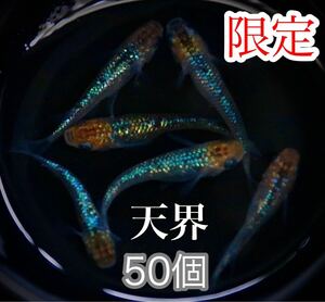 爆産の翌日限定！天界めだかの有精卵50個+@(夜桜、宮桜、ラメ王、ネプチューン 、ブルームーン好きにもオススメ)