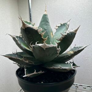 アガベ　アメリカ　オテロイ　チタノタ　 agave 台湾株 検索用清櫻 大白鯊 皇冠 悪魔くん SAD 白犀牛 スナグルトゥースハデス