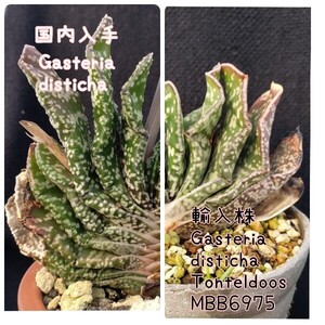 種子１０粒 ガステリア ディスチカ Gasteria disticha(国内入手)× 輸入株 G.disticha Tonteldoos MBB6975 多肉植物