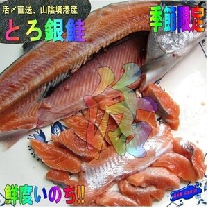 脂のってます!!「境港サーモン1.3kg」(とろ銀鮭) もちろん生食用!! -活冷凍-