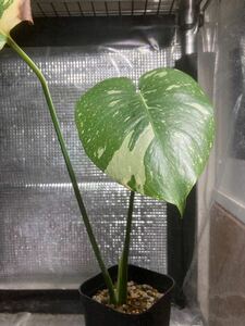 Monstera Deliciosa Thai Constellation