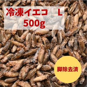 【送料無料】冷凍イエコオロギL　脚なし500g