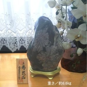 ■美品！！【岐阜県根尾谷産】菊花石 約6.6kg 天然石 置物 台座付き 立札有り　□検索：鑑賞石 観賞石 盆石 水石 コレクション 飾り