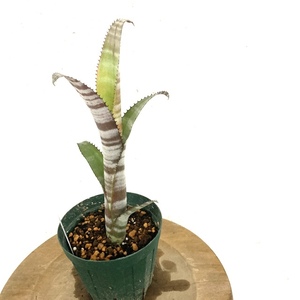 (現品) ビルベルギア 不明種 (No.62069) (タンクブロメリア Billbergia hybrid? 交配種?)