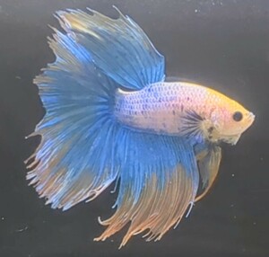 【ほっぺちゃんFARM】〈ベタ・Betta〉V-4 イエローファンシーHM (オス♂)☆訳アリSALE☆