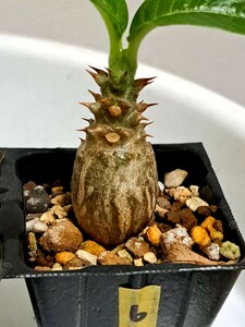 ⑥パキポディウム ウィンゾリー Pachypodium windsorii 実生【検】ウィンゾリー マカイエンセ カタフ パキプス アンボンゲンセ 光堂